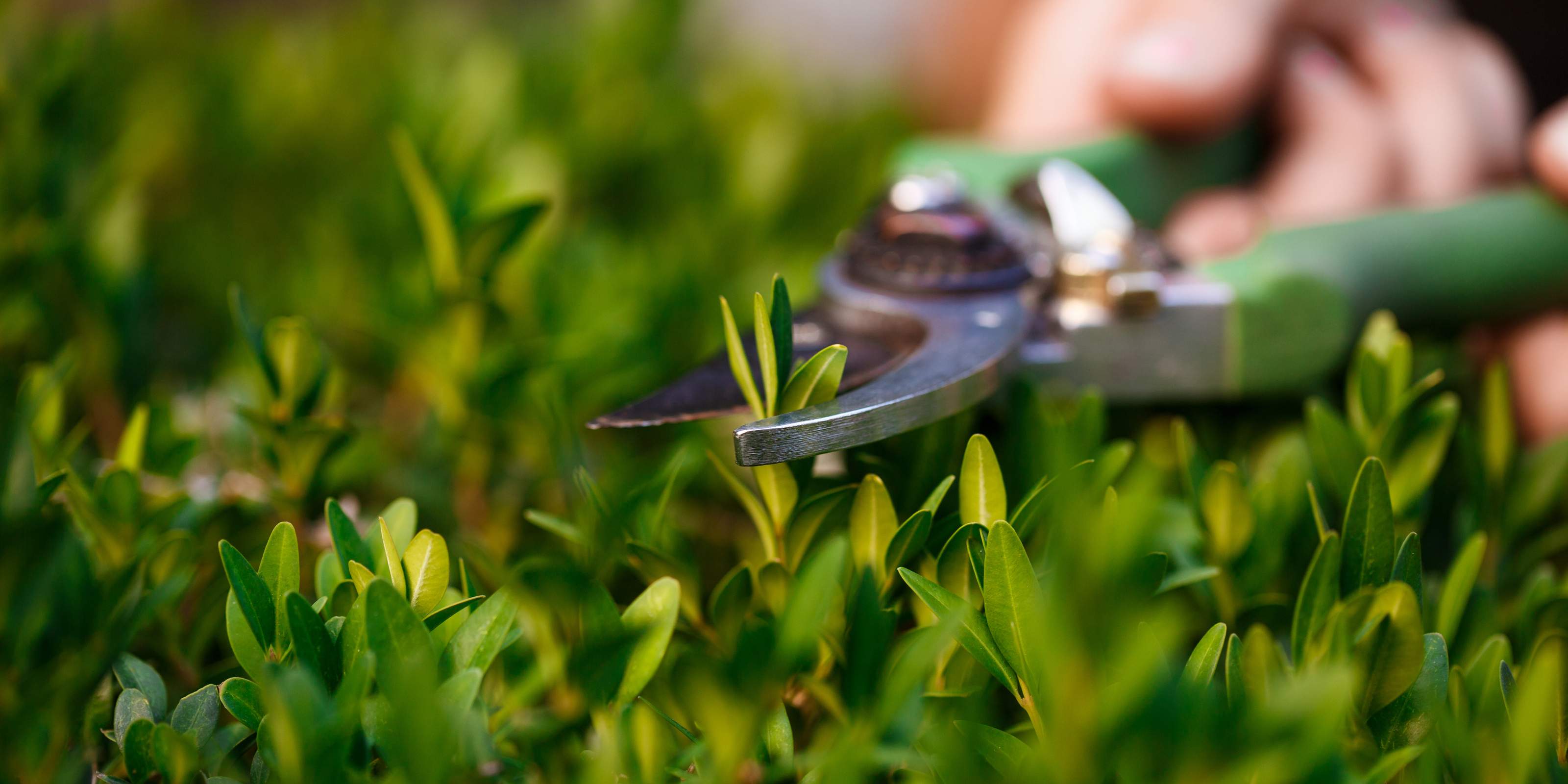 young beautiful florist taking care flowers focus plant